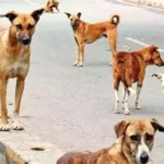 मुख्यमंत्री मंडी के आपदा प्रभावित क्षेत्रों का कल करेंगे दौरा, थुनाग में करेंगे रात्रि ठहराव